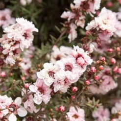 Leptospermum Scoparium Apple Blossom 7 Leptospermum Scoparium Apple Blossom -Future Forests Leptospermum scoparium Appleblossom 01