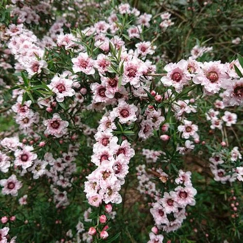 Leptospermum Scoparium Apple Blossom 1 Leptospermum Scoparium Apple Blossom