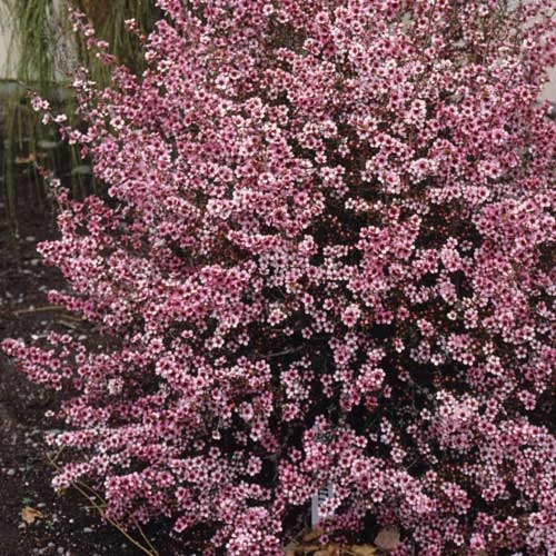 Leptospermum Scoparium Martini 2 Leptospermum Scoparium Martini - Image 2