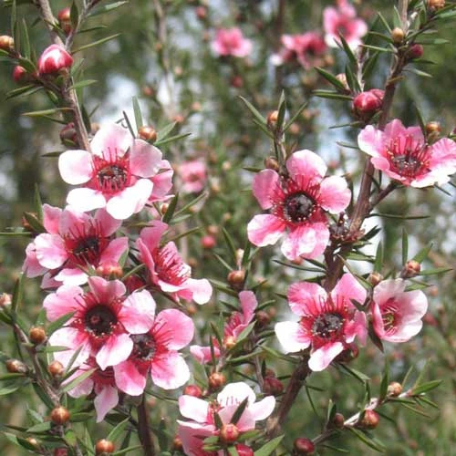 Leptospermum Scoparium Martini 7 Leptospermum Scoparium Martini - Image 7