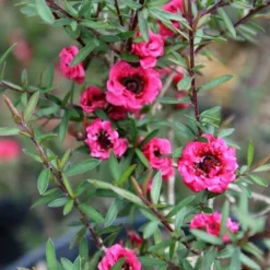 Leptospermum Scoparium Winter Cheer -Future Forests Leptospermum scoparium Winter Cheer 02
