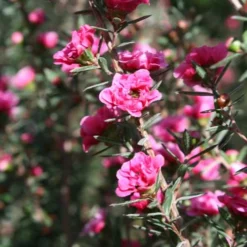 Leptospermum Scoparium Winter Cheer -Future Forests Leptospermum scoparium Winter Cheer 03