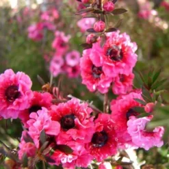Leptospermum Scoparium Winter Cheer -Future Forests Leptospermum scoparium Winter Cheer 04