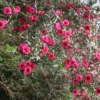 Leptospermum Scoparium Winter Cheer