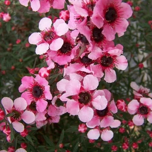 Leptospermum Scoparium Martini 1 Leptospermum Scoparium Martini