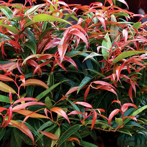 Leucothoe Keiskei Burning Love 1 Leucothoe Keiskei Burning Love