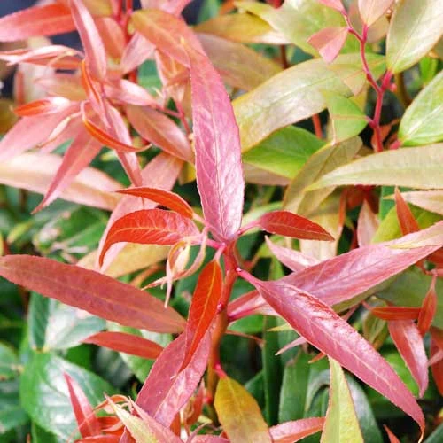 Leucothoe Keiskei Burning Love 4 Leucothoe Keiskei Burning Love - Image 4