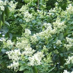 Seaside Hedge Mix 12 Seaside Hedge Mix -Future Forests Ligustrum ovalifolium 02