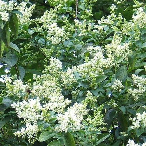 Seaside Hedge Mix 6 Seaside Hedge Mix - Image 6