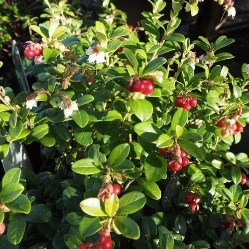 Lingonberry Little Miss Cherry 2 Lingonberry Little Miss Cherry - Image 2