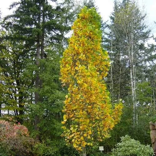 Liriodendron Tulipifera Fastigata - Columnar Tulip Tree 1 Liriodendron Tulipifera Fastigata - Columnar Tulip Tree