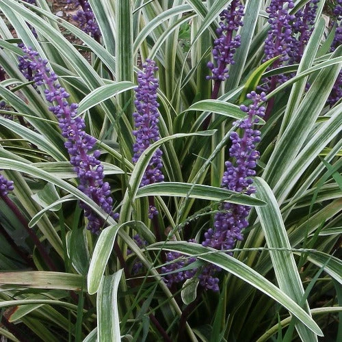 Liriope Muscari Variegata 1 Liriope Muscari Variegata