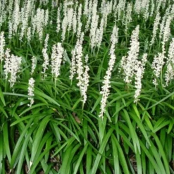 Liriope Muscari Monroe White