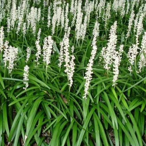 Liriope Muscari Monroe White 1 Liriope Muscari Monroe White