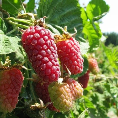 Loganberry Thornless 1 Loganberry Thornless