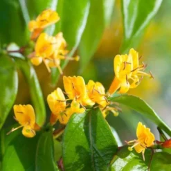 Lonicera Henryi Copper Beauty -Future Forests Lonicera Copper Beauty 01