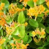 Lonicera Henryi Copper Beauty
