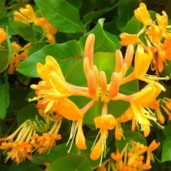 Lonicera Henryi Copper Beauty -Future Forests Lonicera Copper Beauty 03