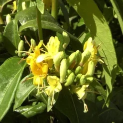 Lonicera Henryi Copper Beauty -Future Forests Lonicera Copper Beauty 04