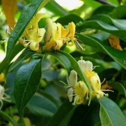 Lonicera Henryi Copper Beauty -Future Forests Lonicera Copper Beauty 05
