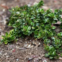 Lonicera Crassifolia -Future Forests Lonicera crassifola 06