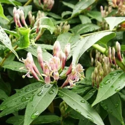 Lonicera Henryi -Future Forests Lonicera henryi 01