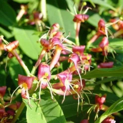 Lonicera Henryi -Future Forests Lonicera henryi 03