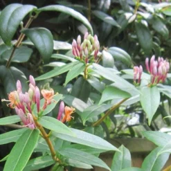 Lonicera Henryi -Future Forests Lonicera henryi 04