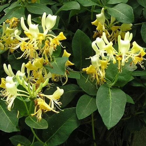 Lonicera Periclymenum Graham Thomas 1 Lonicera Periclymenum Graham Thomas