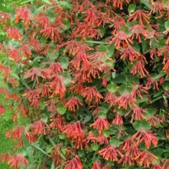 Lonicera Sempervirens 9 Lonicera Sempervirens -Future Forests Lonicera sempervirens 02