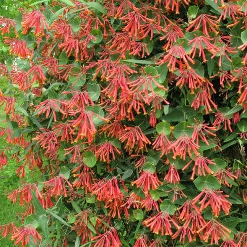 Lonicera Sempervirens 3 Lonicera Sempervirens - Image 3