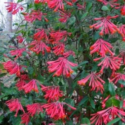 Lonicera Sempervirens 11 Lonicera Sempervirens -Future Forests Lonicera sempervirens 05