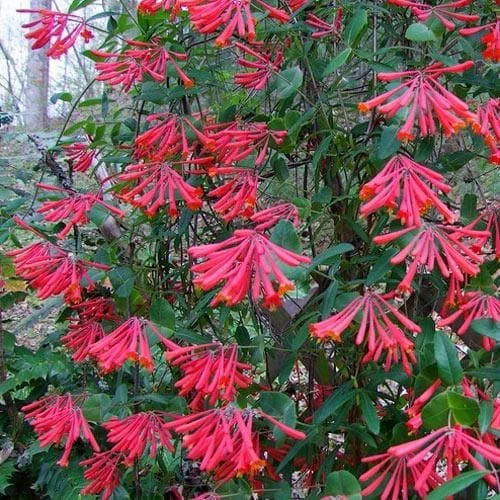 Lonicera Sempervirens 5 Lonicera Sempervirens - Image 5