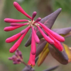 Lonicera Sempervirens 13 Lonicera Sempervirens -Future Forests Lonicera sempervirens 07