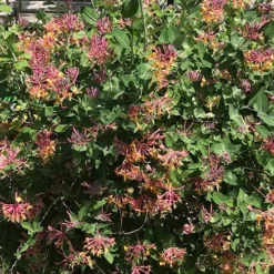 Lonicera X Heckrottii Gold Flame -Future Forests Lonicera x heckrottii Gold Flame 01