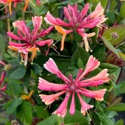 Lonicera X Heckrottii Gold Flame -Future Forests Lonicera x heckrottii Gold Flame 04