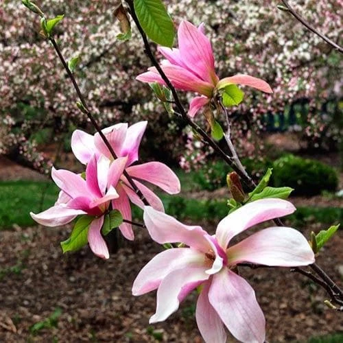 Magnolia Daybreak 1 Magnolia Daybreak