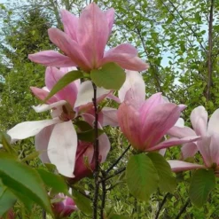 Magnolia Daybreak 9 Magnolia Daybreak -Future Forests Magnolia Daybreak 04