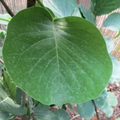 Magnolia Daybreak 10 Magnolia Daybreak -Future Forests Magnolia Daybreak 05