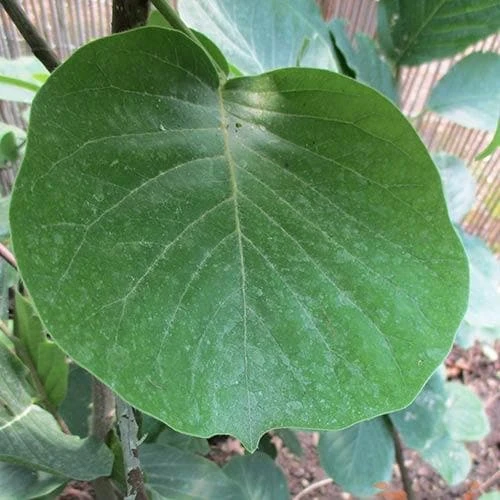 Magnolia Daybreak 5 Magnolia Daybreak - Image 5