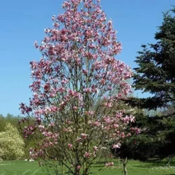 Magnolia Daybreak 11 Magnolia Daybreak -Future Forests Magnolia Daybreak 06