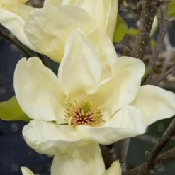 Magnolia X Brooklynensis Elizabeth