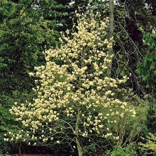 Magnolia X Brooklynensis Elizabeth 2 Magnolia X Brooklynensis Elizabeth - Image 2