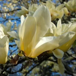 Magnolia X Brooklynensis Elizabeth 10 Magnolia X Brooklynensis Elizabeth -Future Forests Magnolia Elizabeth 04