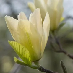 Magnolia X Brooklynensis Elizabeth 12 Magnolia X Brooklynensis Elizabeth -Future Forests Magnolia Elizabeth 05