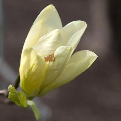 Magnolia X Brooklynensis Elizabeth 7 Magnolia X Brooklynensis Elizabeth - Image 7