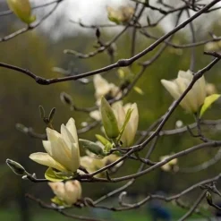 Magnolia X Brooklynensis Elizabeth 13 Magnolia X Brooklynensis Elizabeth -Future Forests Magnolia Elizabeth 07