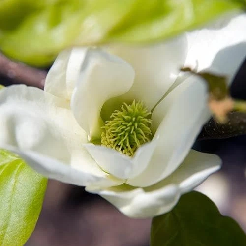 Magnolia X Brooklynensis Elizabeth 8 Magnolia X Brooklynensis Elizabeth - Image 8