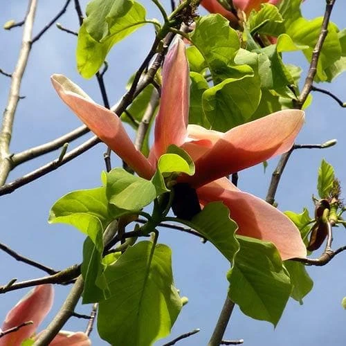 Magnolia Peachy 4 Magnolia Peachy - Image 4