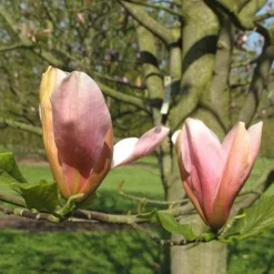 Magnolia Peachy 11 Magnolia Peachy -Future Forests Magnolia Peachy 06